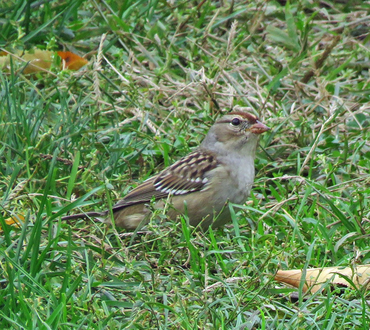 Bruant à couronne blanche - ML610689247