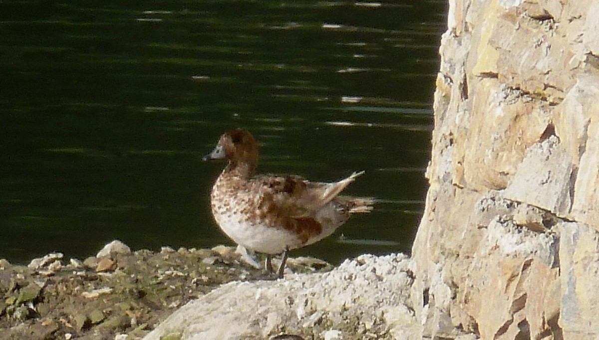 Eurasian Wigeon - ML610689270