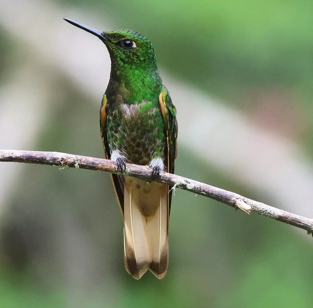 Buff-tailed Coronet - Jorge Alcalá