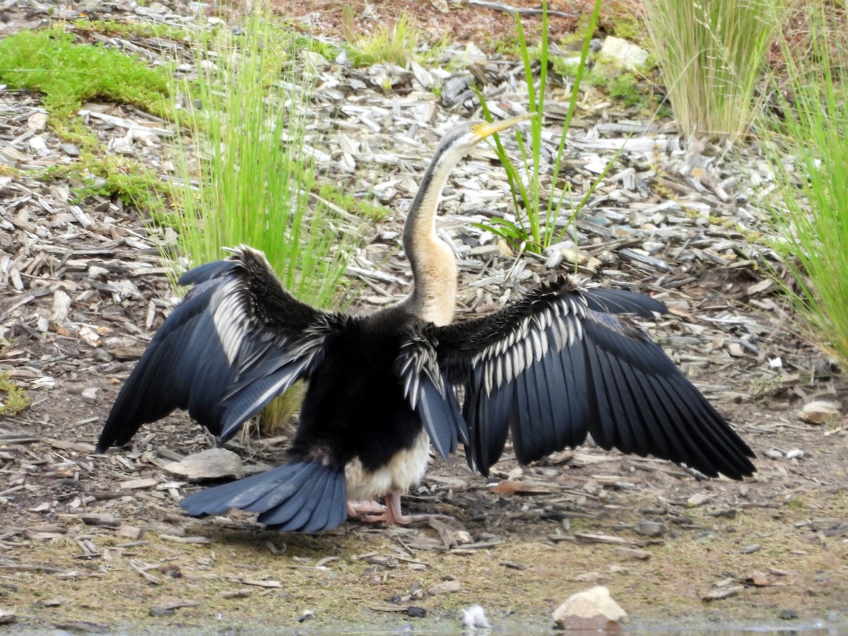 Austral-Schlangenhalsvogel - ML610689503