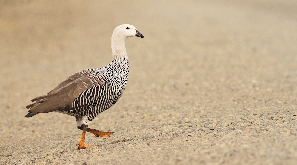 Upland Goose - Luke Seitz