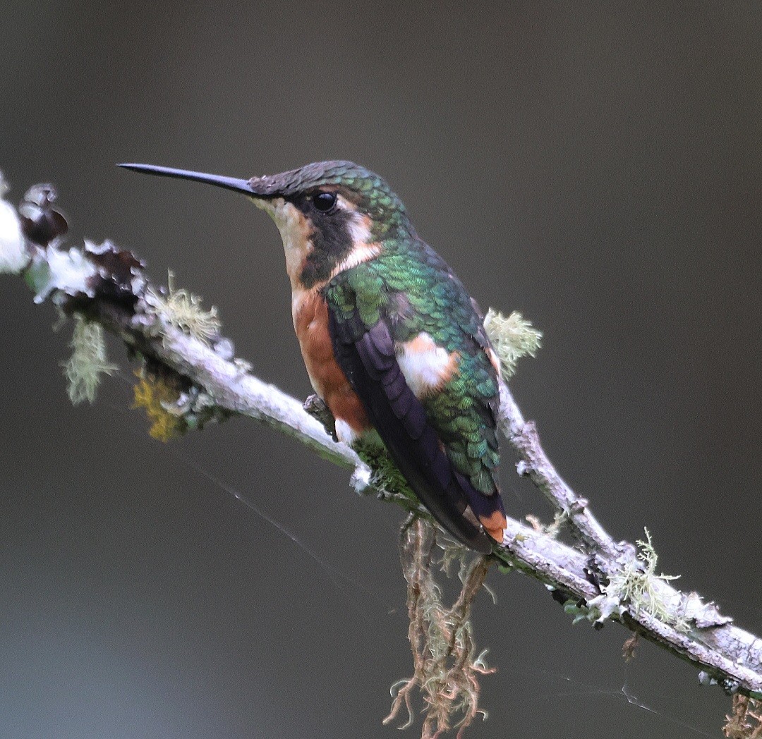 White-bellied Woodstar - ML610689559