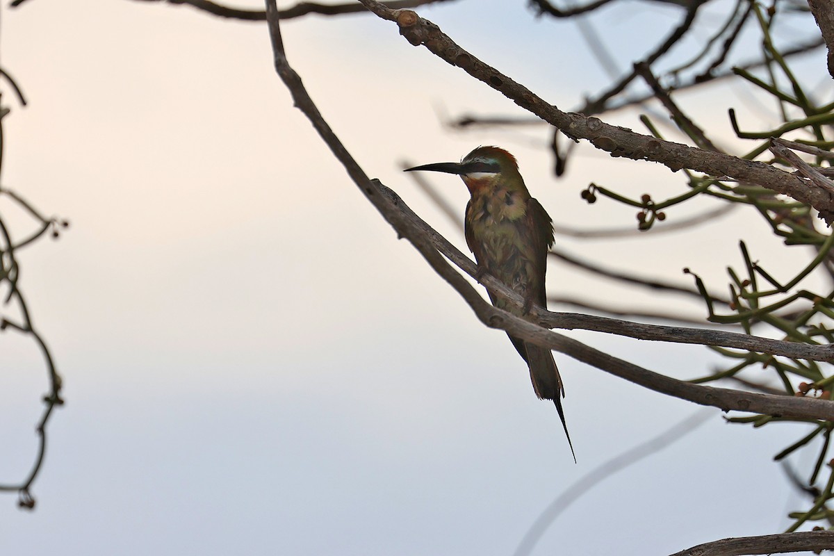 Madagascar Bee-eater - ML610689670