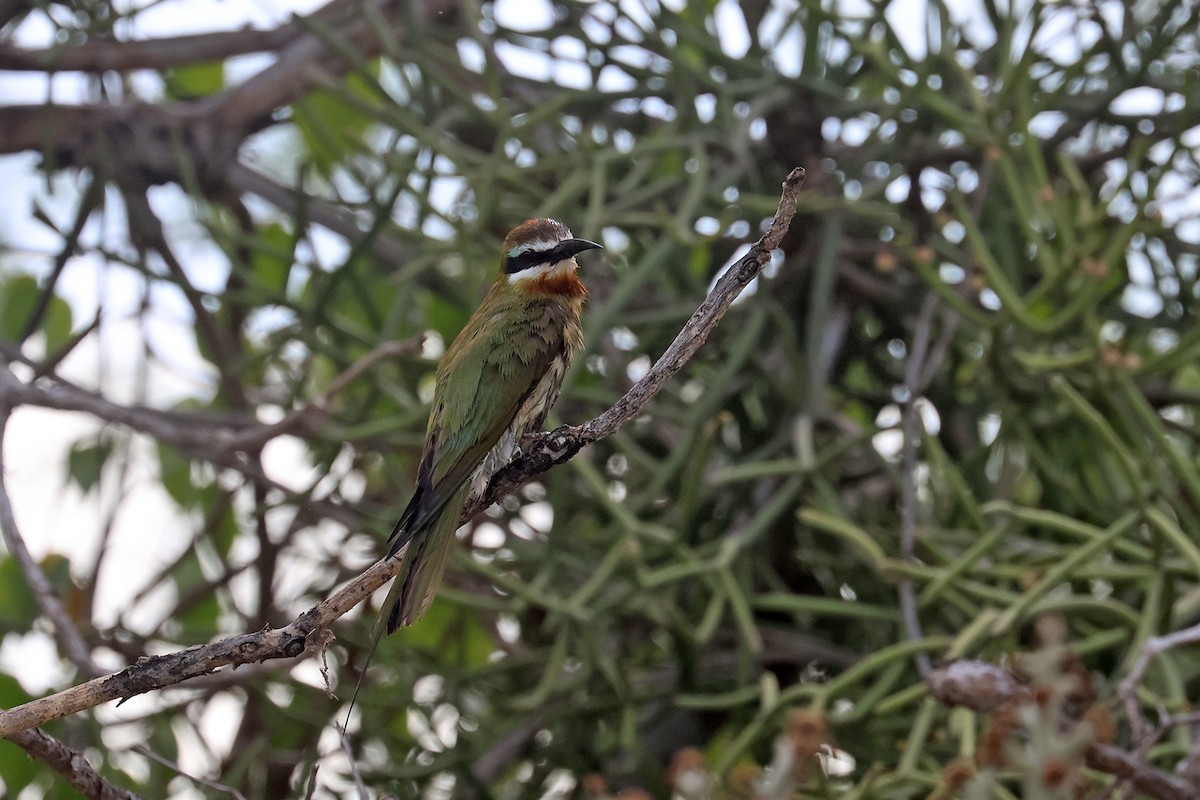Madagascar Bee-eater - ML610689671
