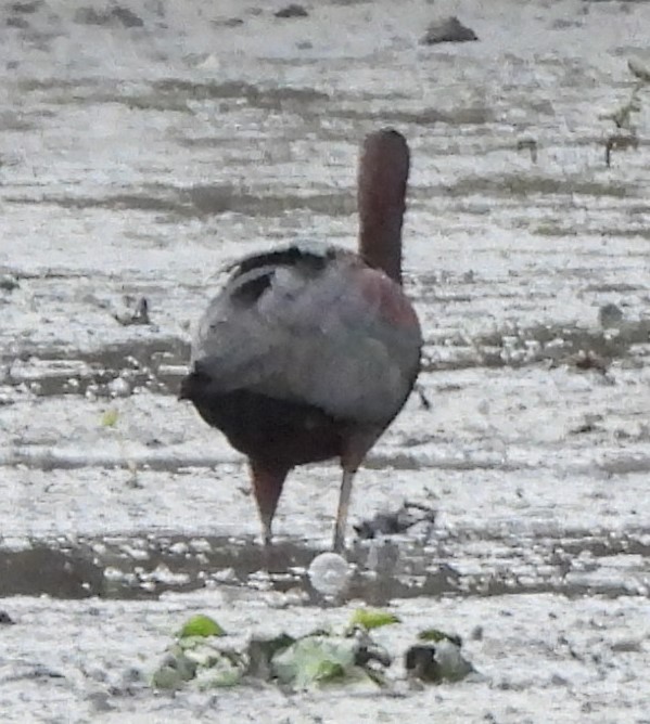ibis hnědý - ML610689678