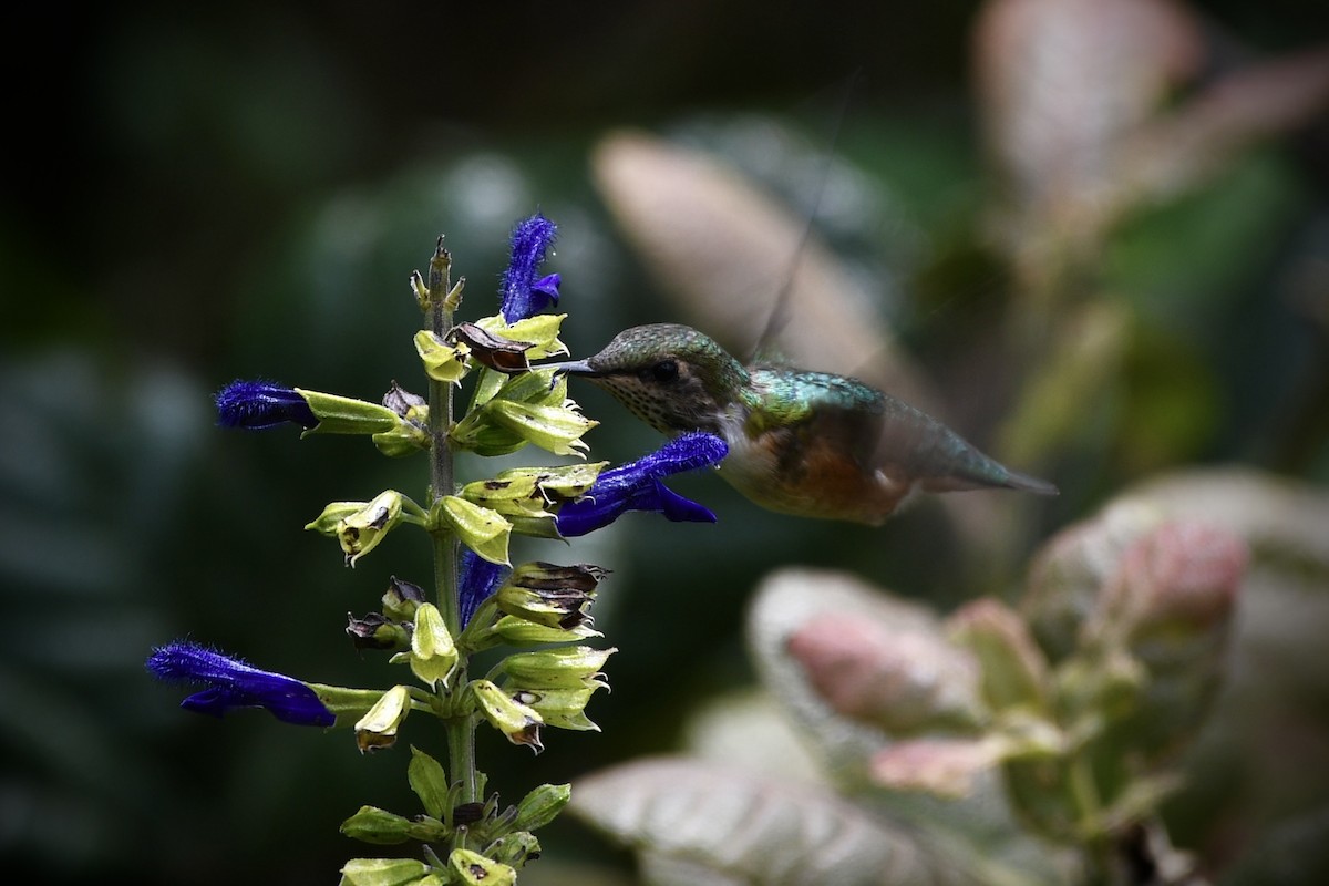 Bumblebee Hummingbird - ML610689688