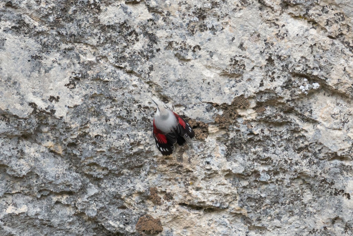 Wallcreeper - ML610689744