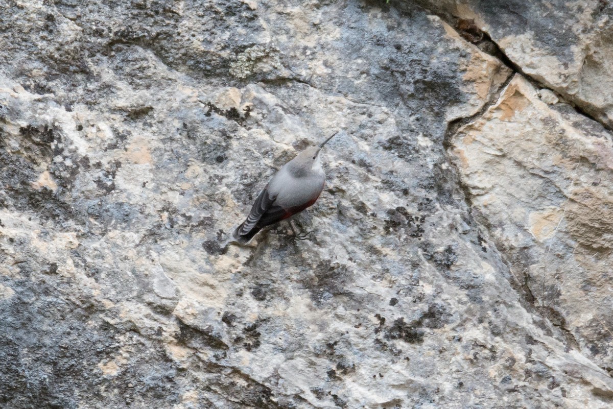 Wallcreeper - ML610689745