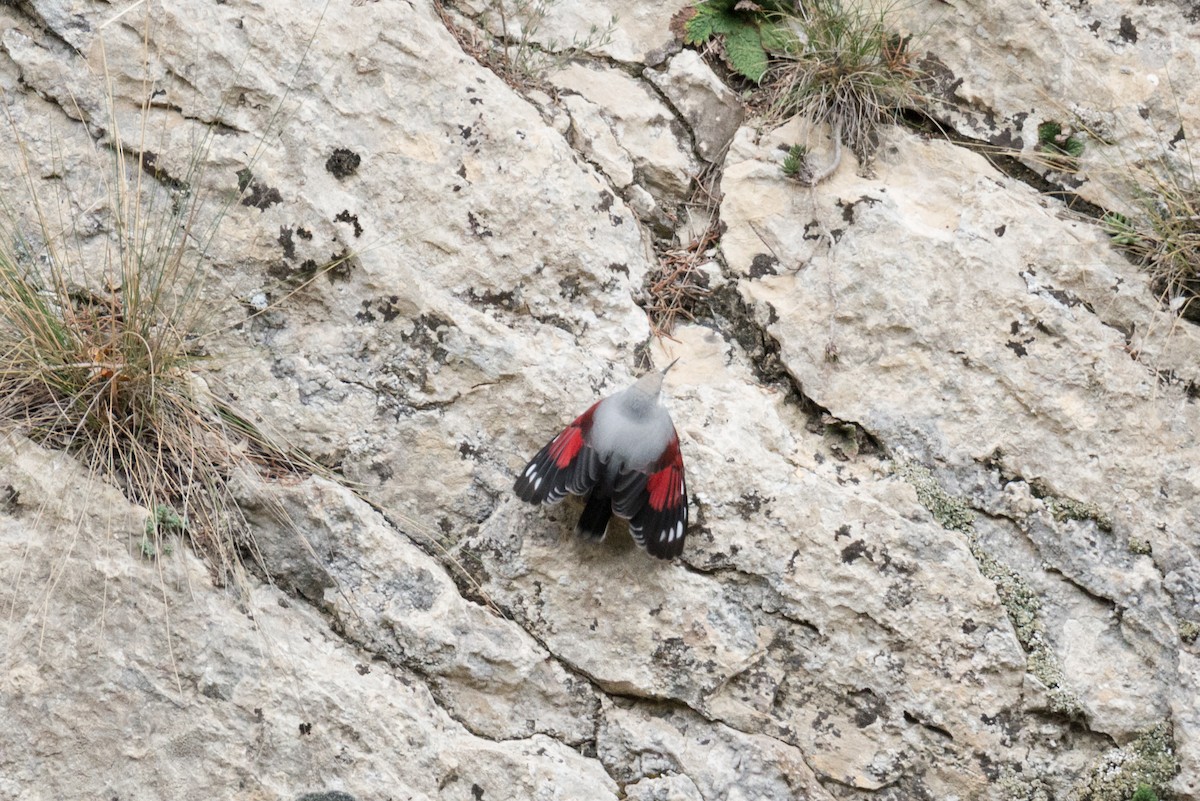 Wallcreeper - ML610689746