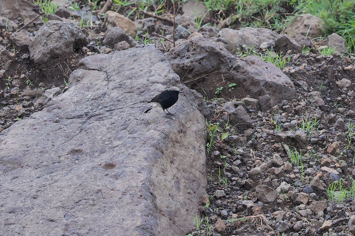 Abyssinian Wheatear - Jian-Long(建龍) WU(吳)