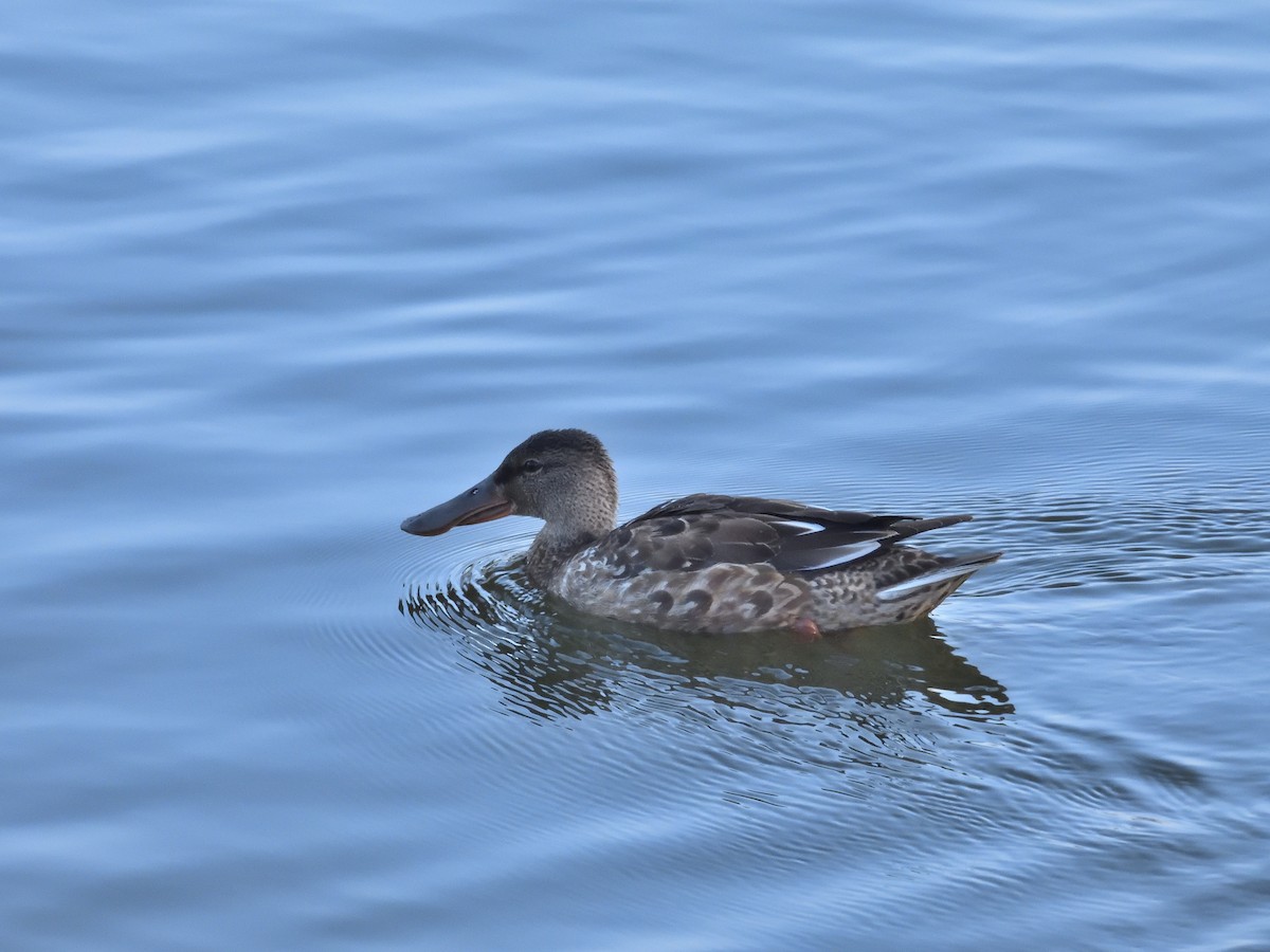 Northern Shoveler - ML610689765