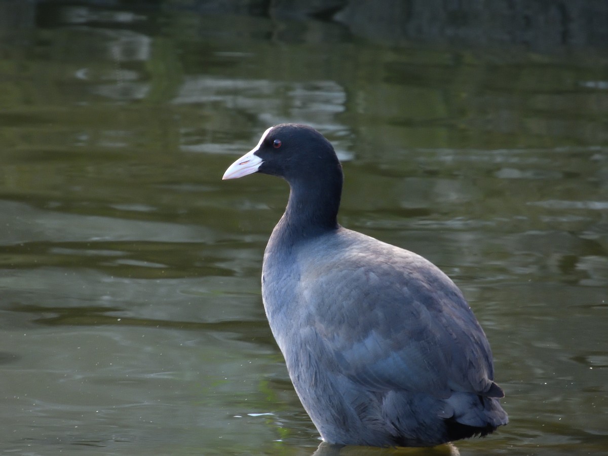 Eurasian Coot - Shirish Maharjan