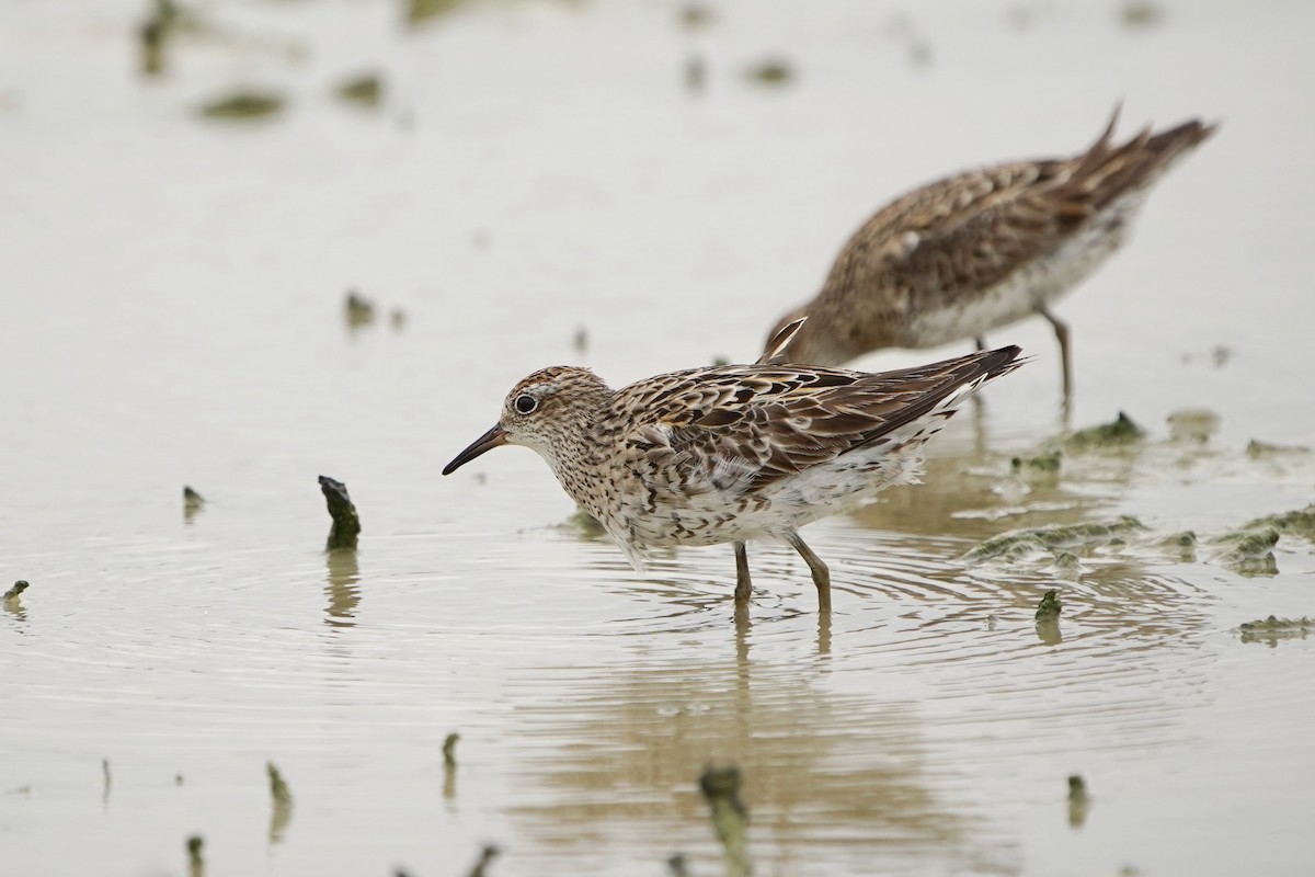 Sharp-tailed Sandpiper - Sam Lin