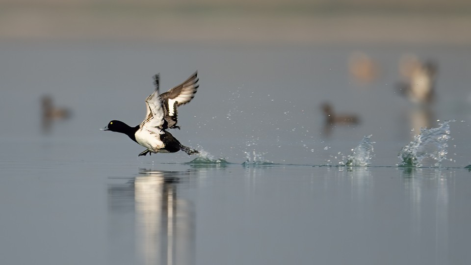 Greater Scaup - ML610690116