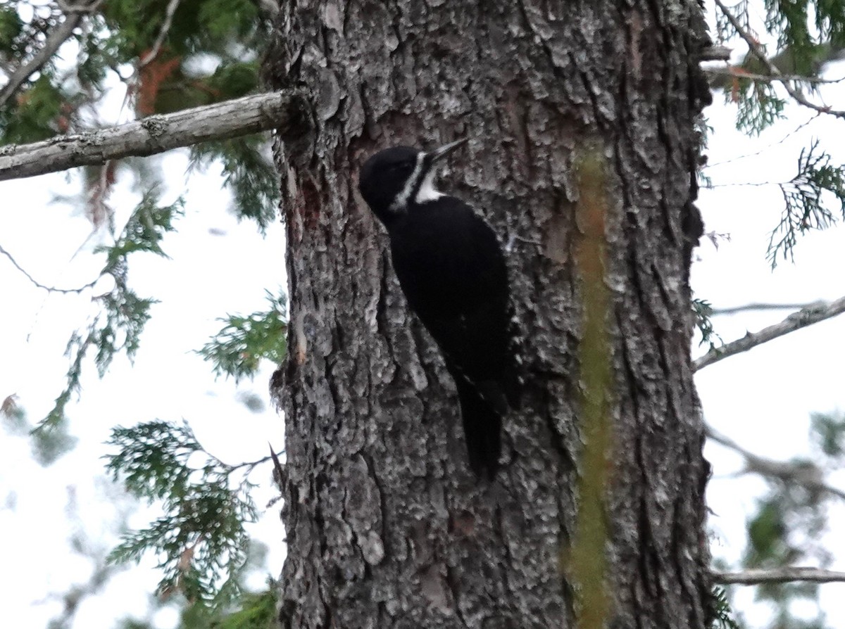 Black-backed Woodpecker - ML610690140