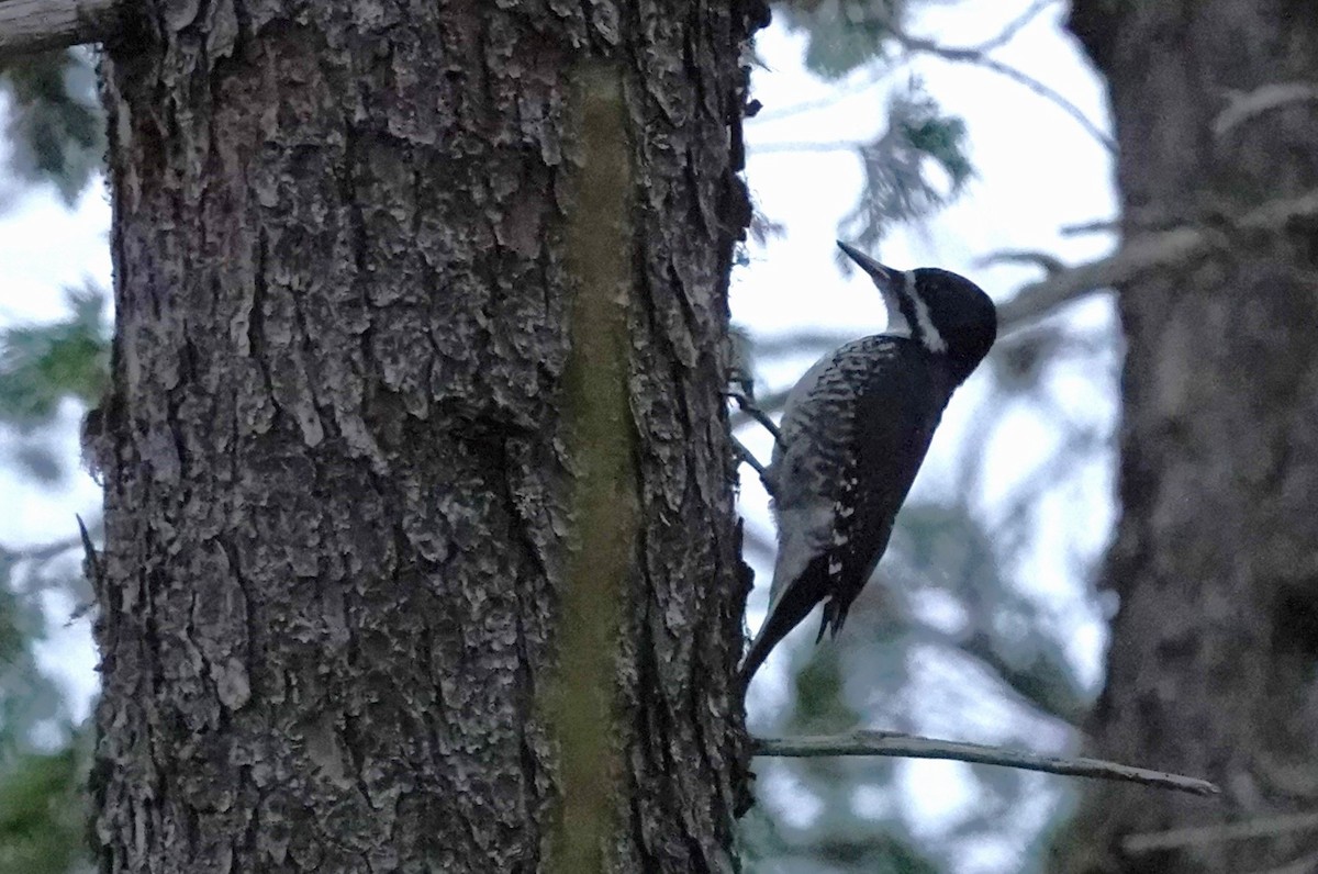 Black-backed Woodpecker - ML610690158