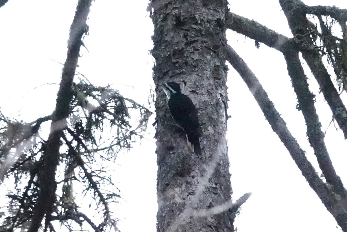 Black-backed Woodpecker - ML610690161