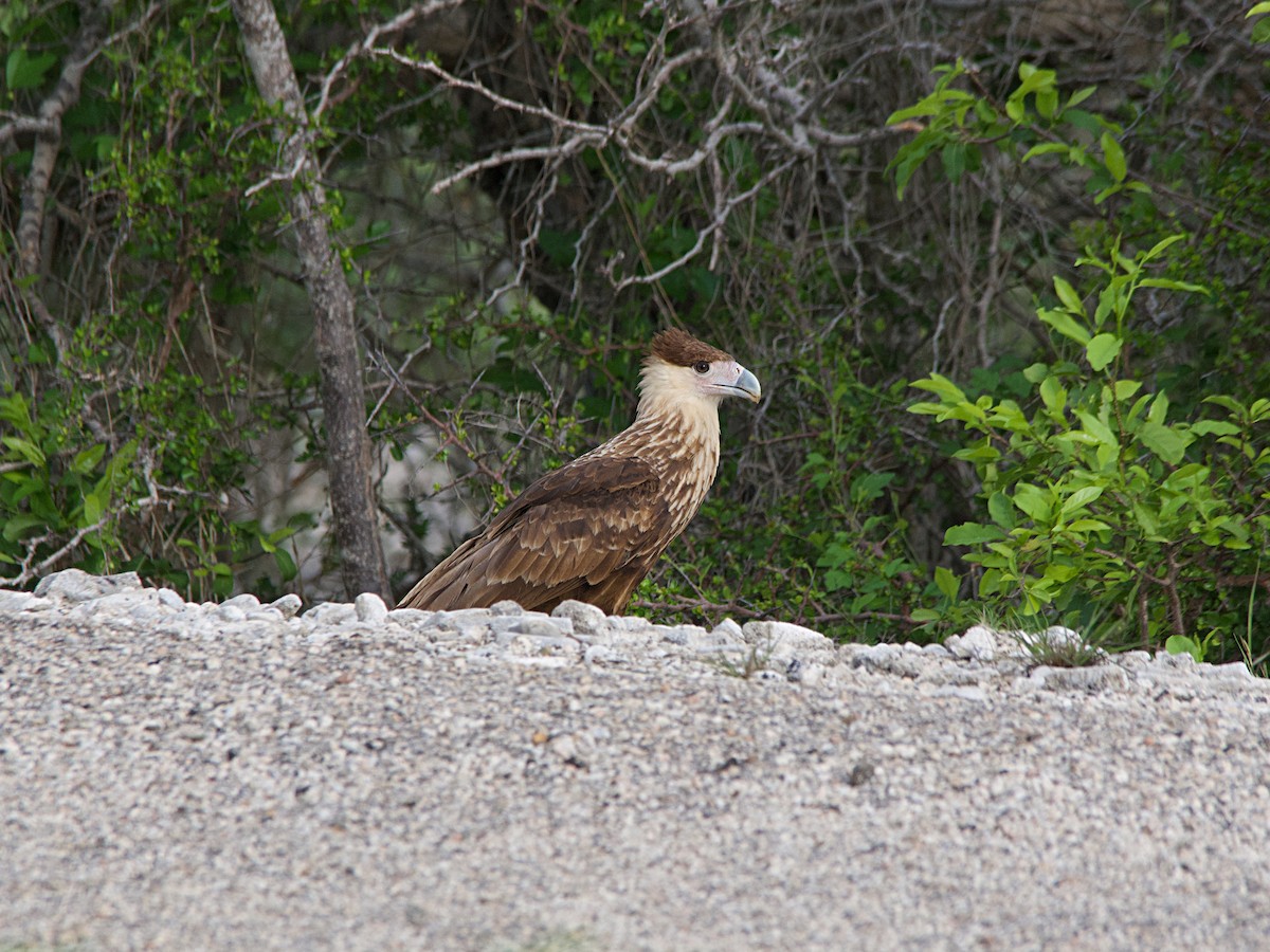 Crested Caracara - ML610690220