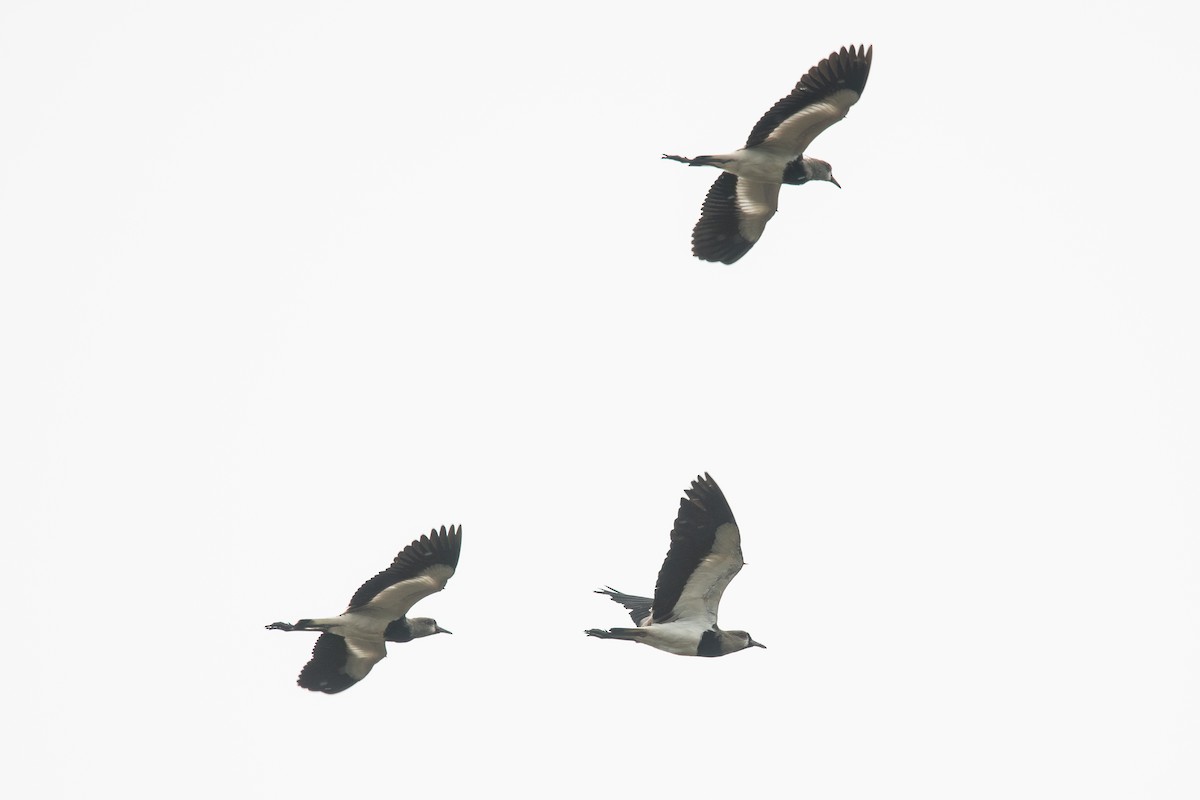 Southern Lapwing (cayennensis) - Frédéric Bacuez