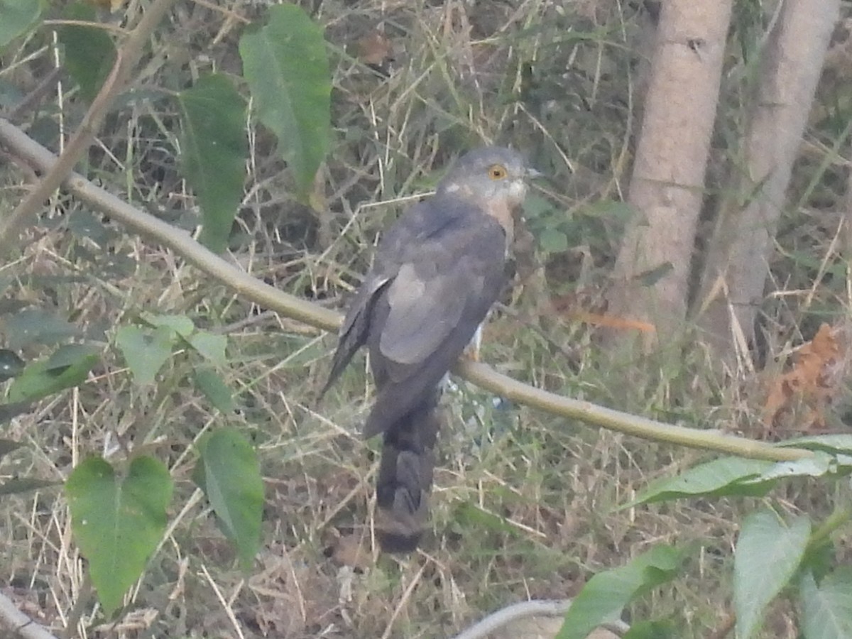 Common Hawk-Cuckoo - ML610690292