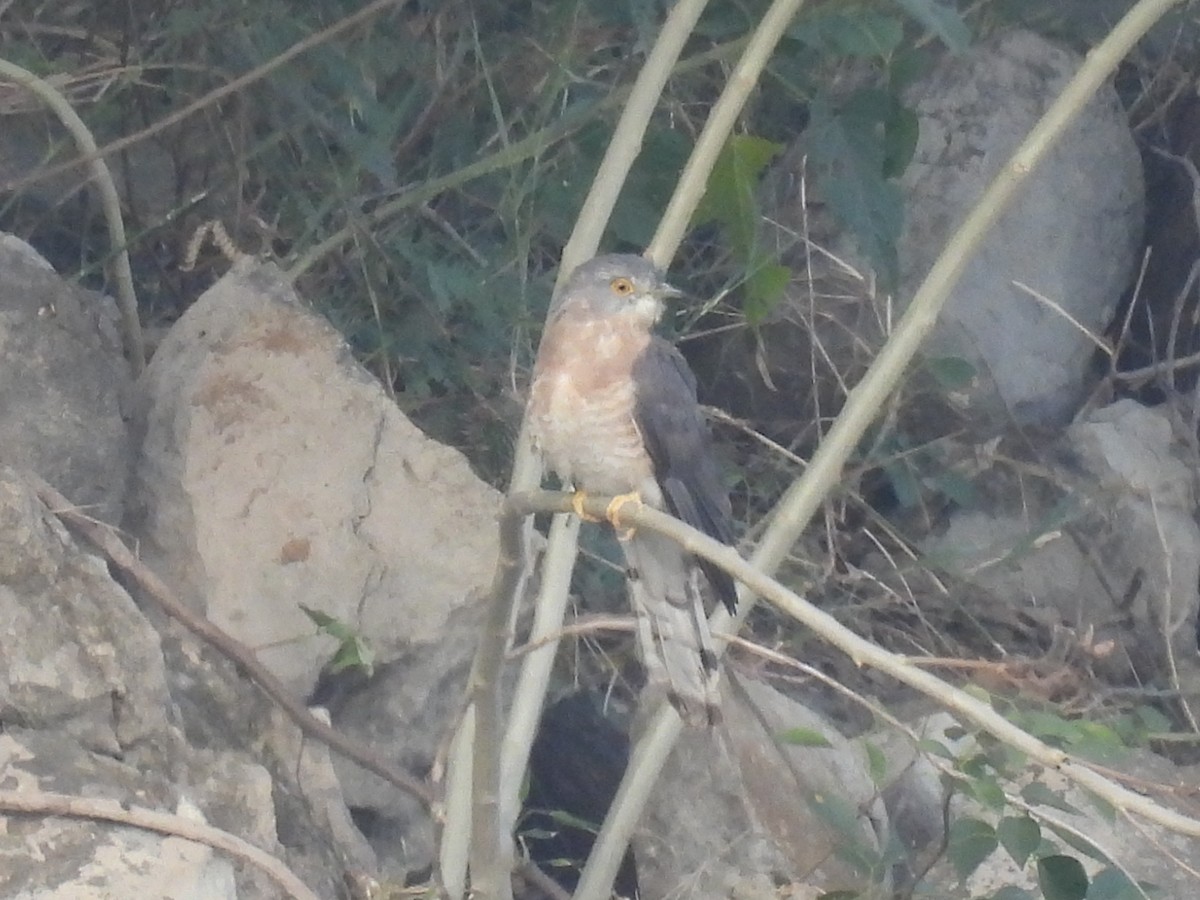Common Hawk-Cuckoo - Ramesh Desai