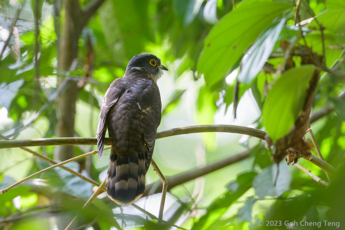 Malaysian Hawk-Cuckoo - ML610690419