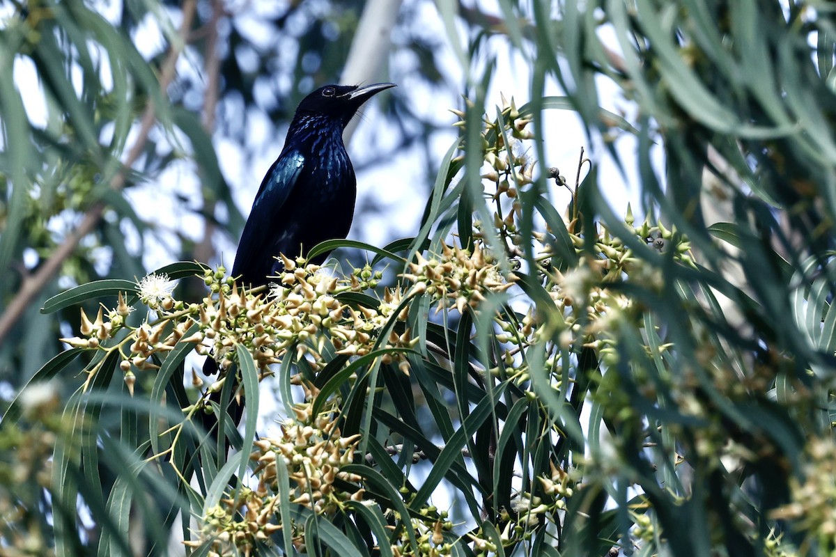 Drongo Crestudo - ML610690482