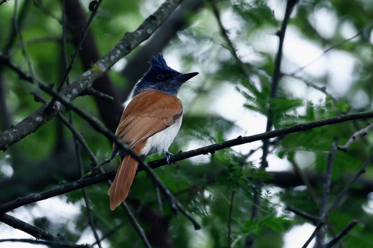 Indian Paradise-Flycatcher - ML610690486