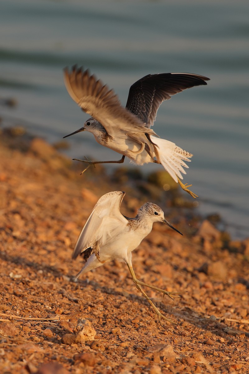 Marsh Sandpiper - ML610690559