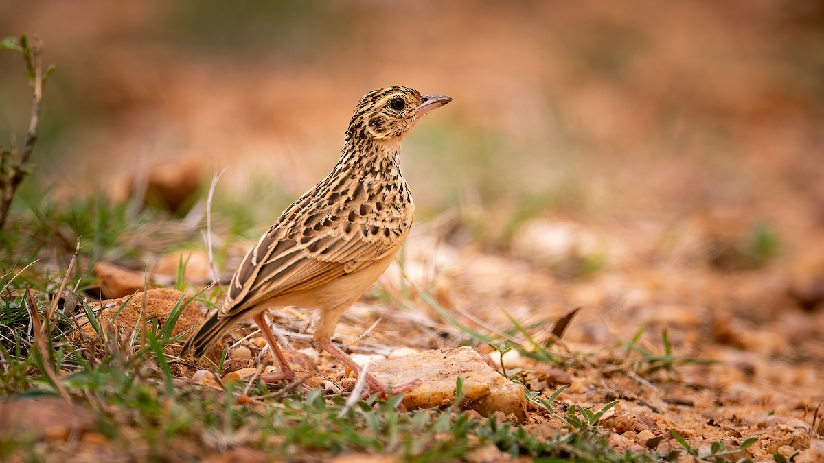 Jerdon's Bushlark - ML610690583