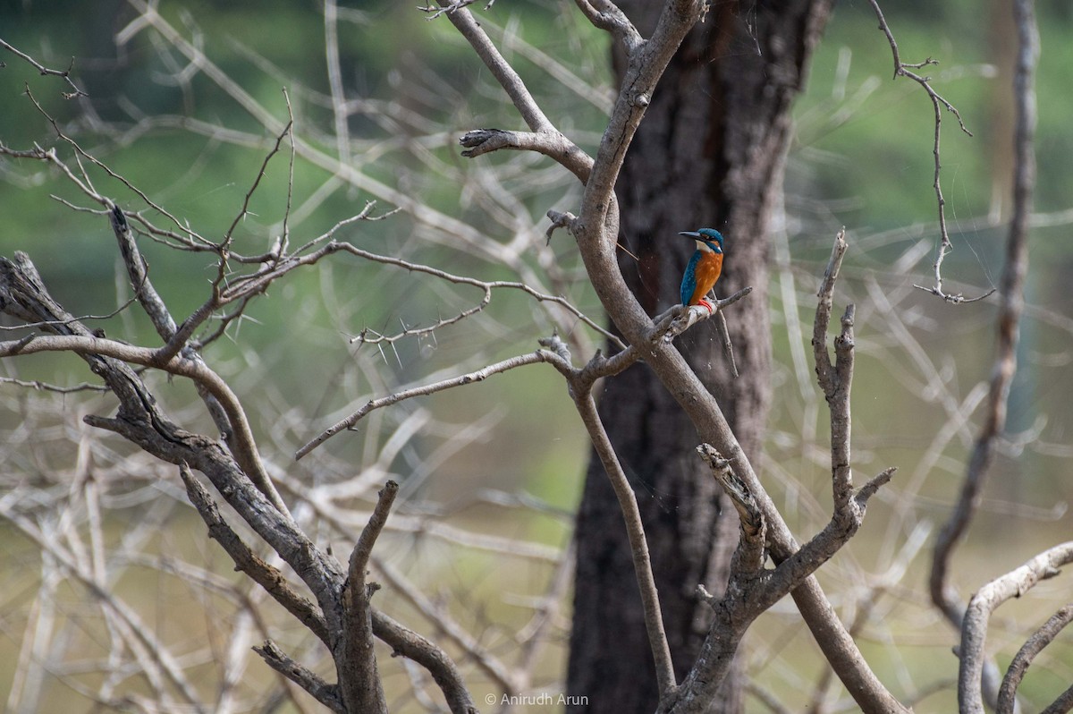 Common Kingfisher - Anirudh Arun