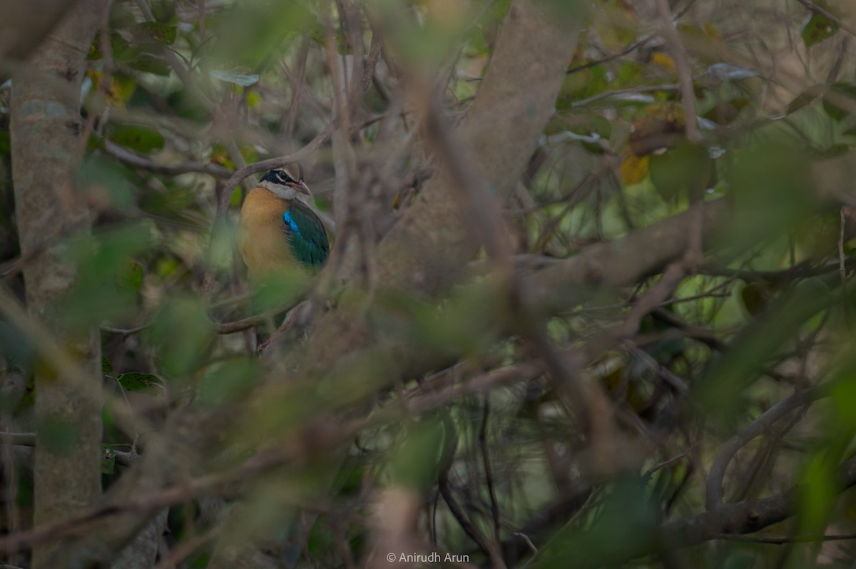 Indian Pitta - Anirudh Arun