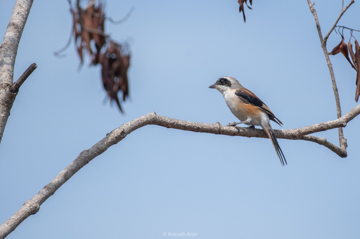 Bay-backed Shrike - Anirudh Arun