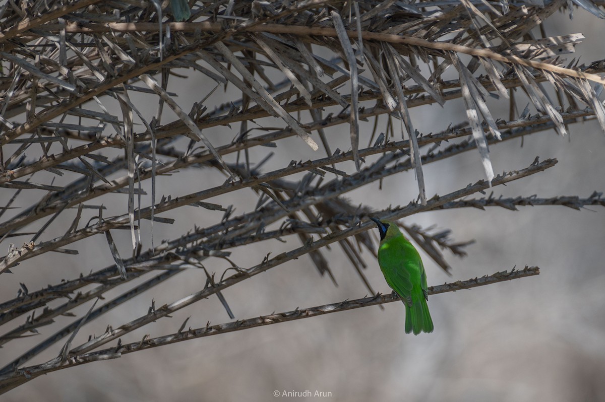 Jerdon's Leafbird - Anirudh Arun