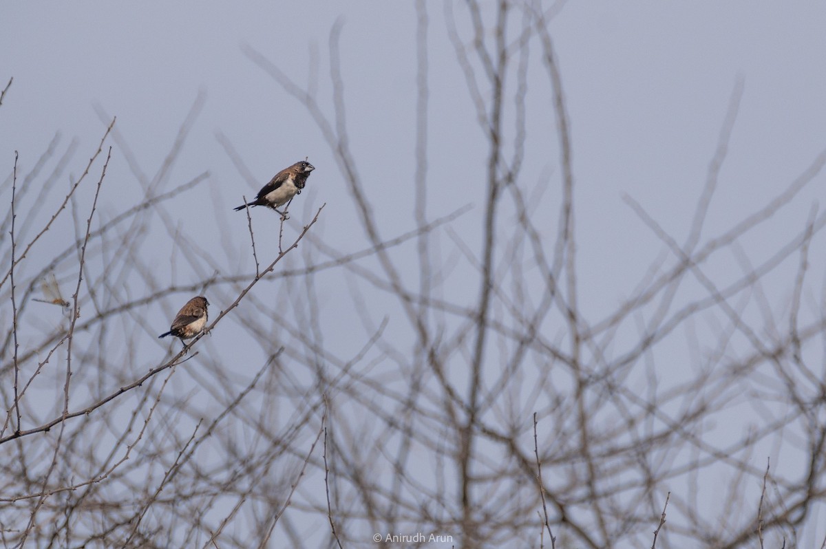 White-rumped Munia - ML610690595