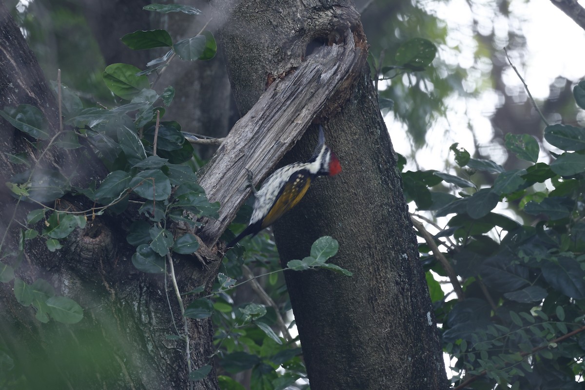 Black-rumped Flameback - Madhu Chandran