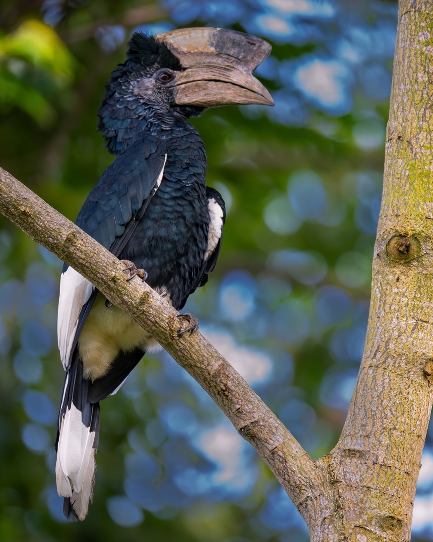 Black-and-white-casqued Hornbill - ML610690638