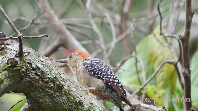 Red-crowned Woodpecker - ML610690644