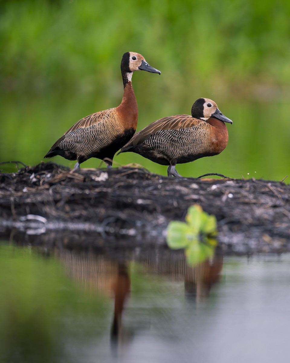 Dendrocygne veuf - ML610690668