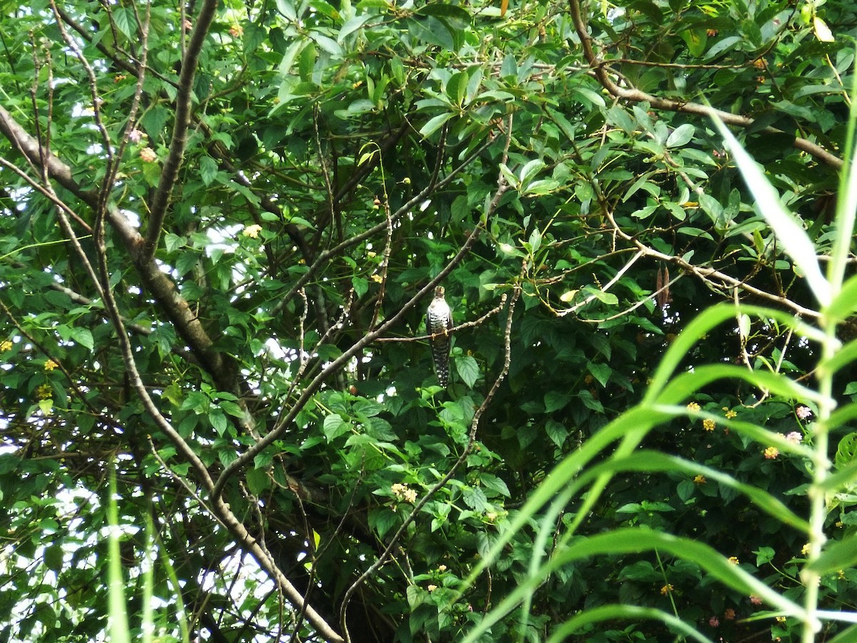 Himalayan Cuckoo - ML610690675