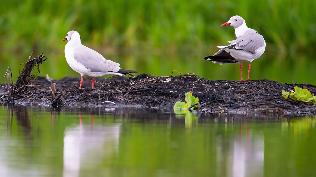 Gray-hooded Gull - Raghavendra Mukundarao