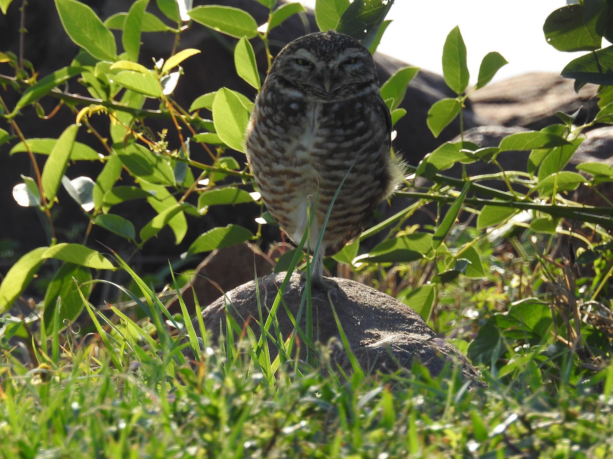 Burrowing Owl - ML610690719