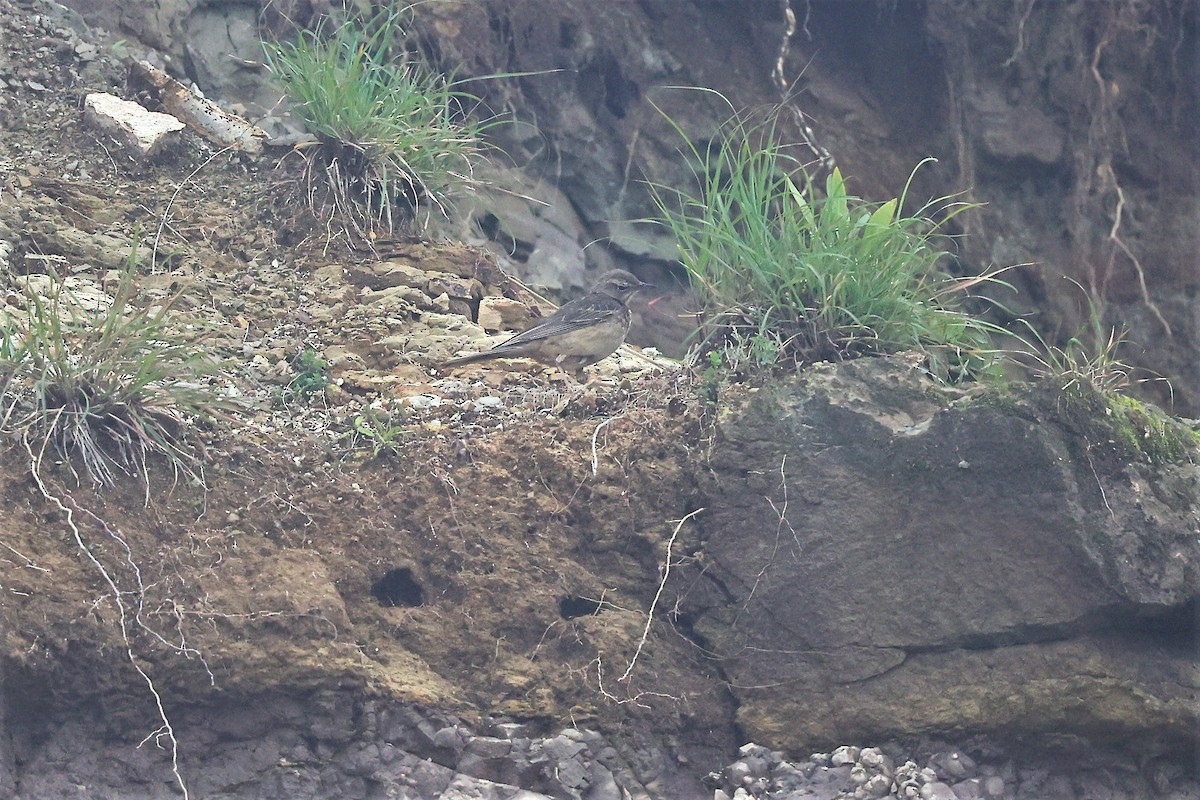 Long-billed Pipit (East African) - ML610690727