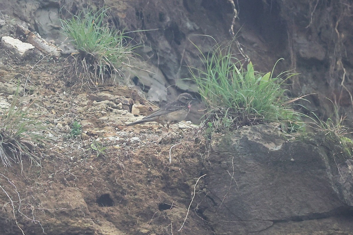 Long-billed Pipit (East African) - ML610690728