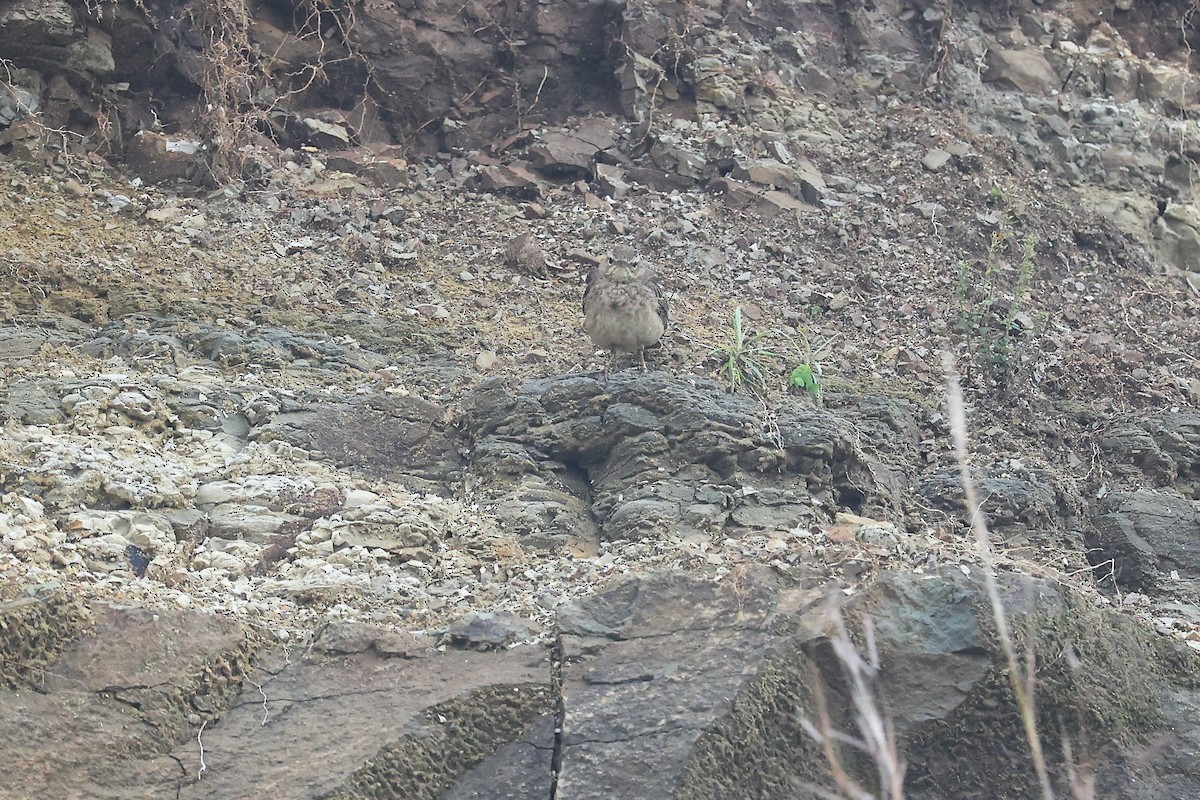 Long-billed Pipit (East African) - ML610690729