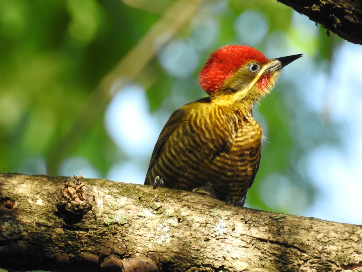 Golden-green Woodpecker - ML610690768