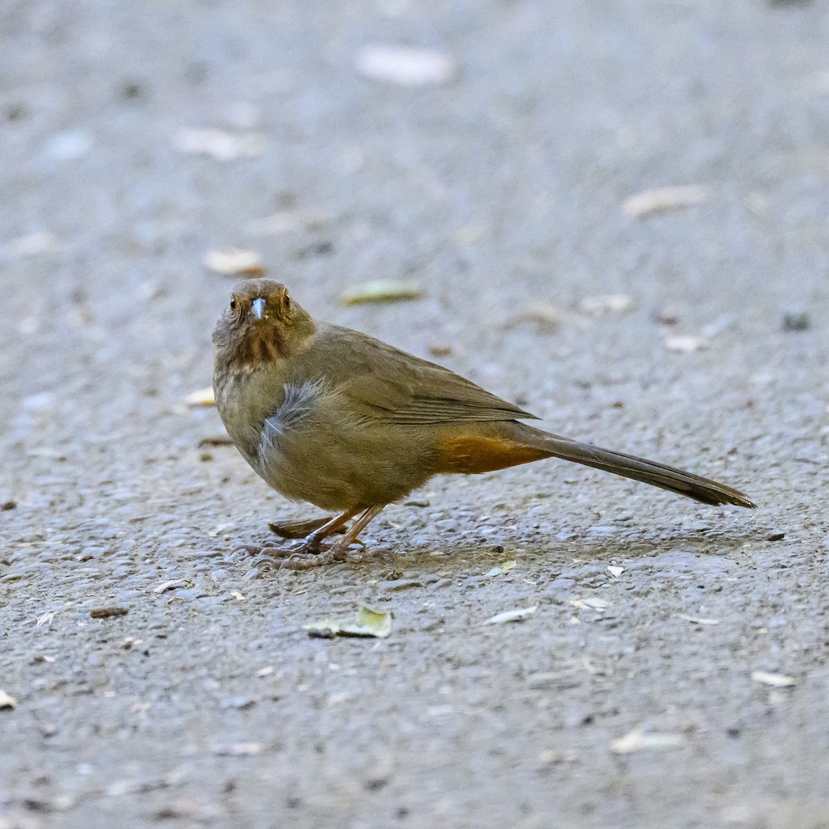 California Towhee - ML610690811