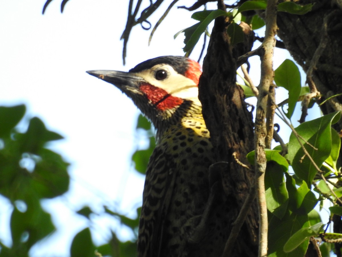 Green-barred Woodpecker - ML610690819