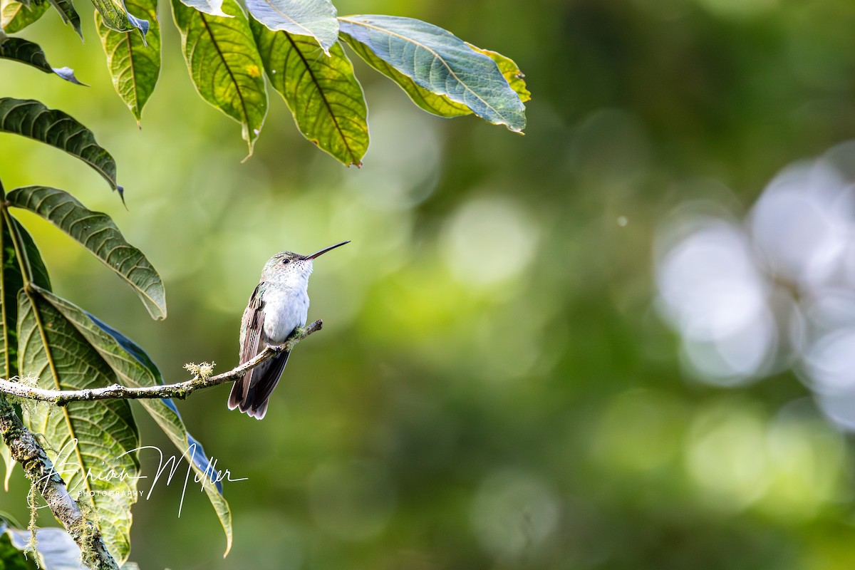Green-and-white Hummingbird - ML610690829