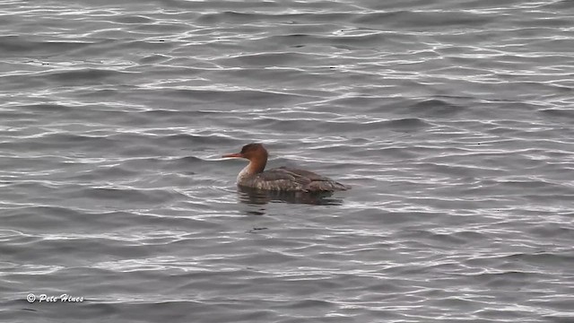 Red-breasted Merganser - ML610690836